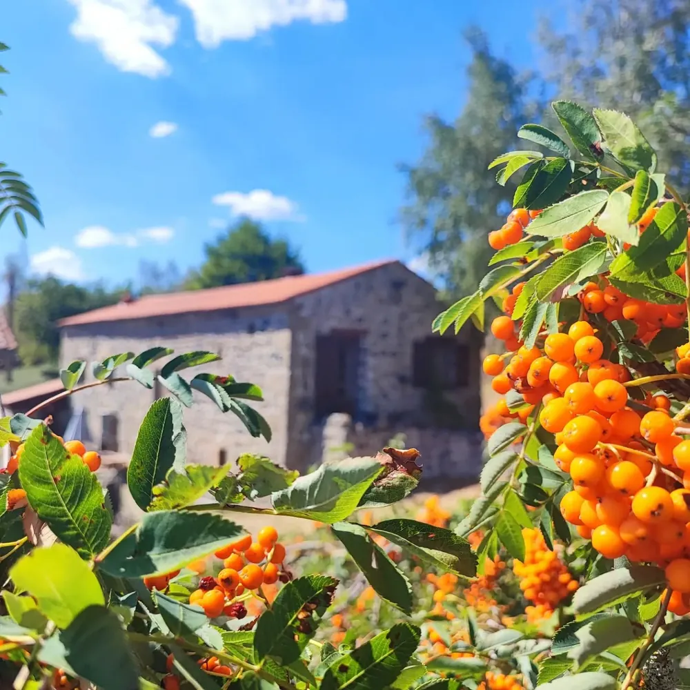 Sorbier des oiseleurs Gîte d'étape L'Arche de Gabriel